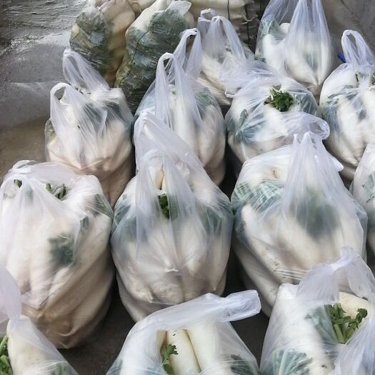 桑植县菊锦大白菜 產地直供