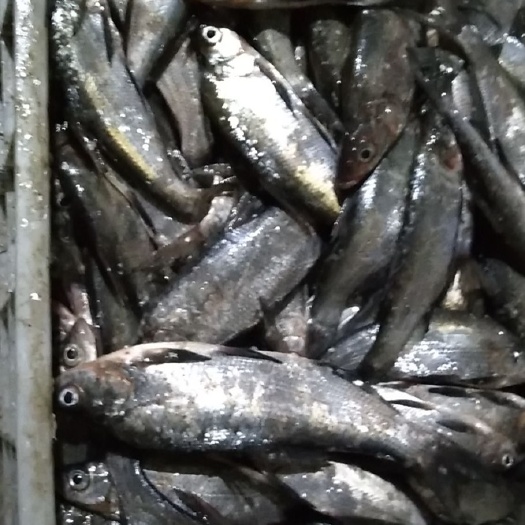 日照翘嘴鲌鱼 新鲜水库鱼