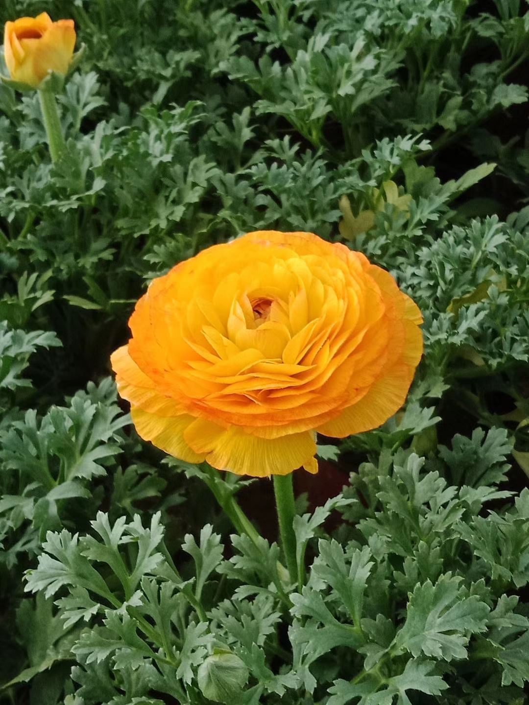  芹叶牡丹 花毛茛 观花植物 苗木花草