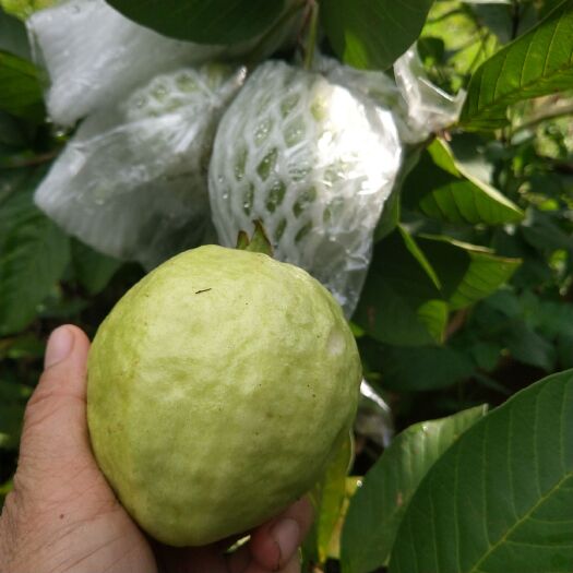 红宝石石榴苗  红宝石番石榴少仔脆甜庭院盆栽地栽南北方种植包邮