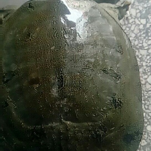 汉寿县 洞庭湖水系，纯生态养殖，全程吃鱼虾螺长大的老甲鱼