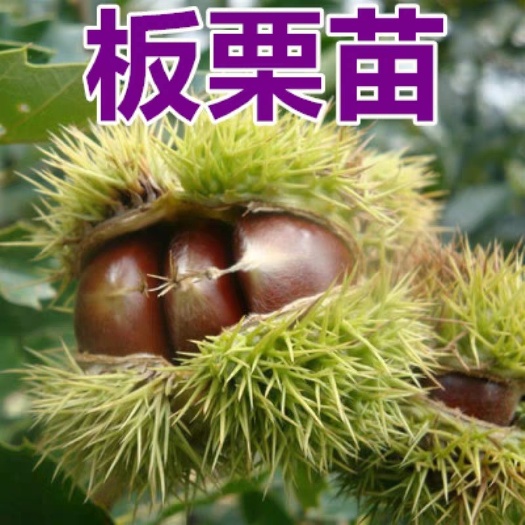 平邑县 板栗树苗 包邮包活 全国直销 当年嫁接当年结果