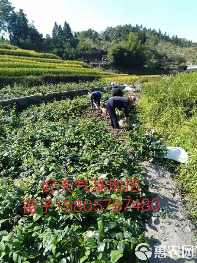 树形金银花 金銀花苗木价格，渝蕾金銀花苗木批发基地，湘蕾金銀花苗木直供。