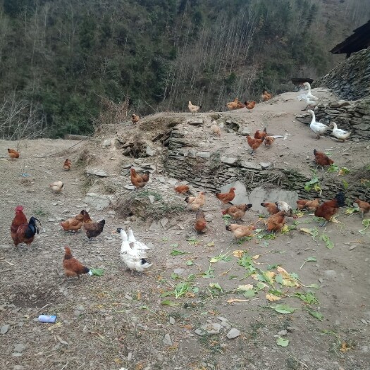 青川县山鸡苗 土山鸡