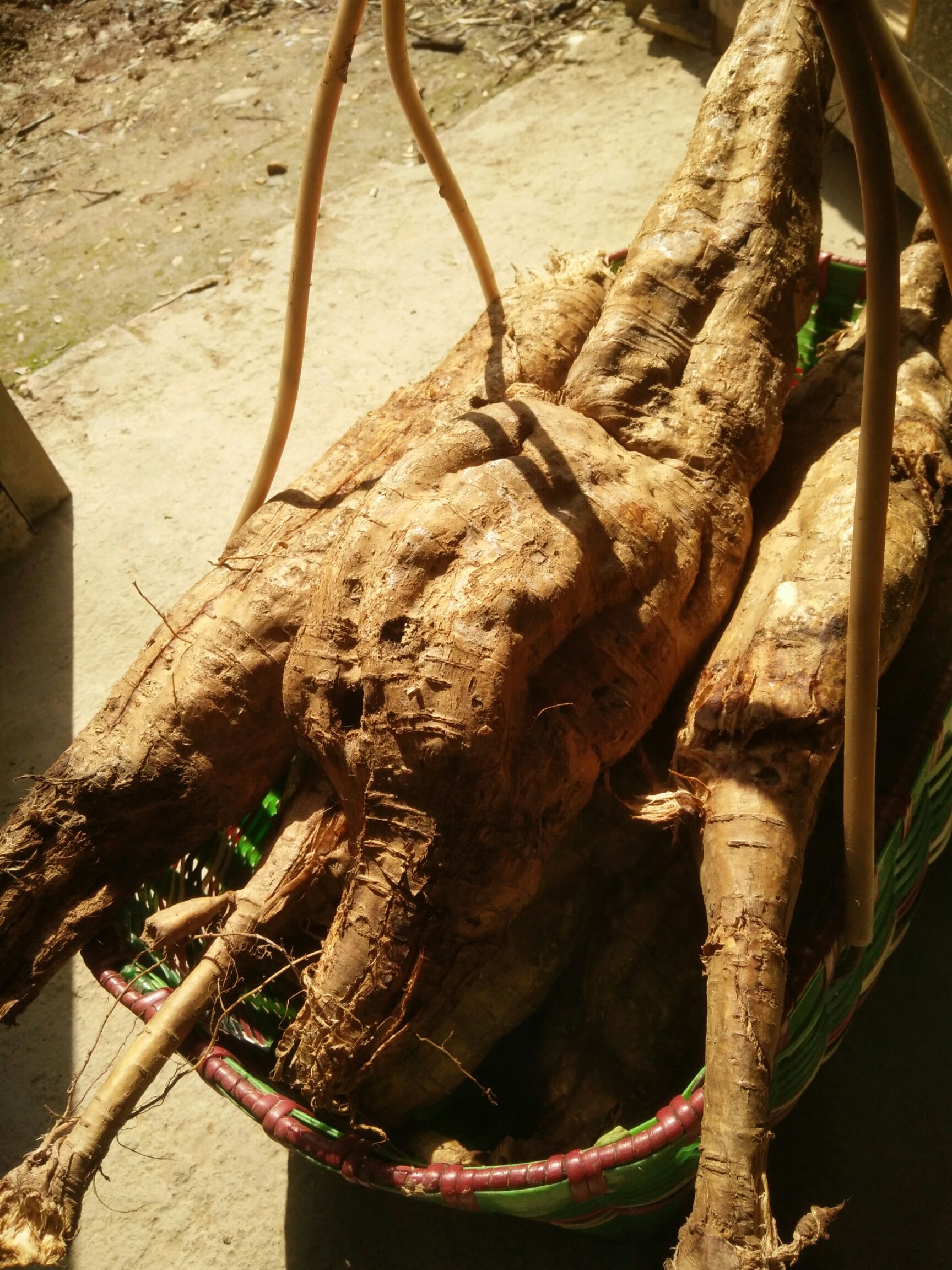 野生葛根  精品葛根粉产地直销物美价廉量大从优欢迎来购