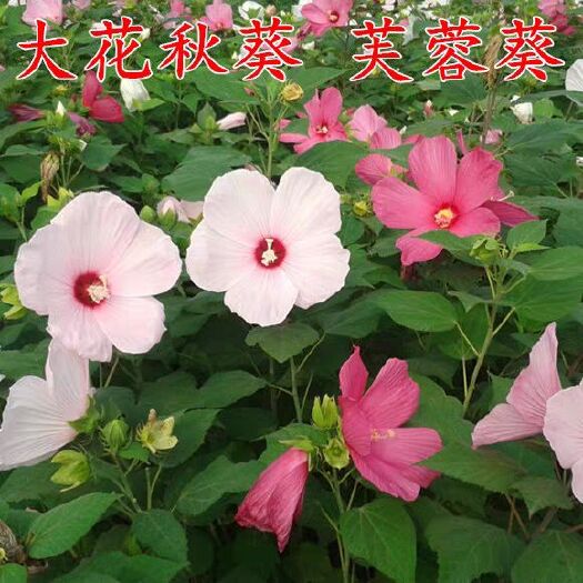 沭阳县 芙蓉葵种子新采大花秋葵种子草芙蓉四季种耐寒耐阴多年生宿根包邮