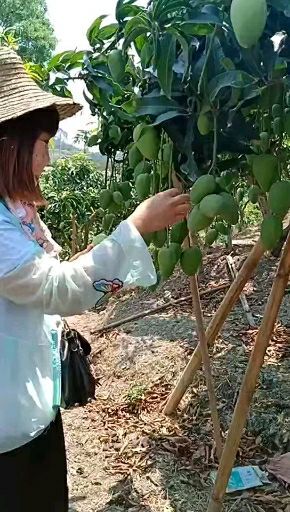 东方市 小台农芒果园开始上市收购咨询代办，安排包装叫车一条龙服务