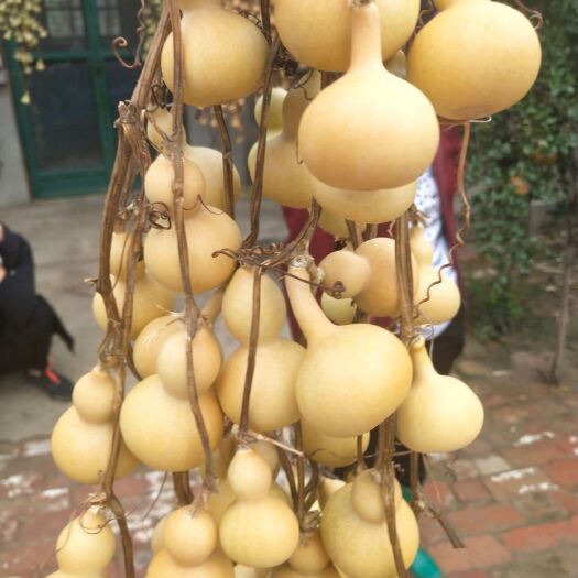 行唐县葫芦  寻求种植收购合作商