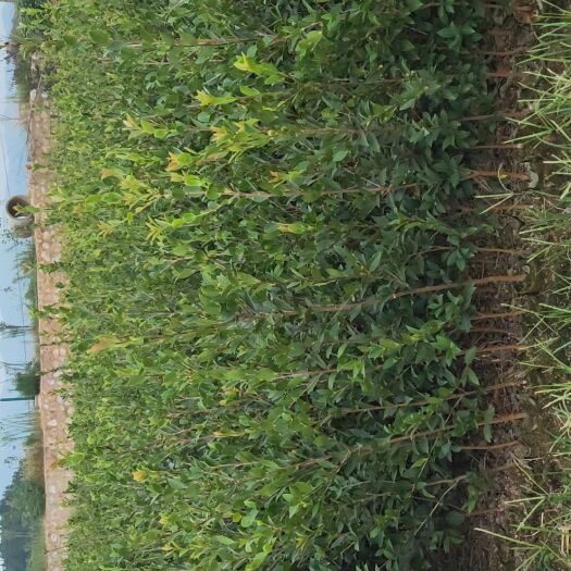 攸县油茶树苗  出售高产嫁接油茶苗