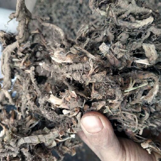 苍溪县石菖蒲统货四川产地直销常年有货，投料大货