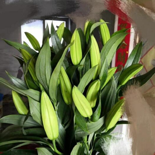 沈阳百合花 帮帮辽宁沈阳的花农吧！！