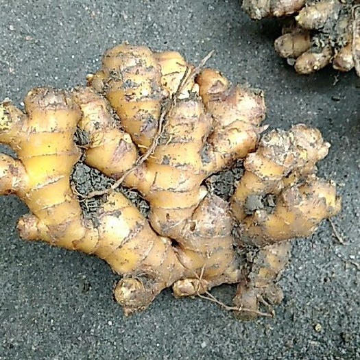 连山县老姜 混装通货 带土