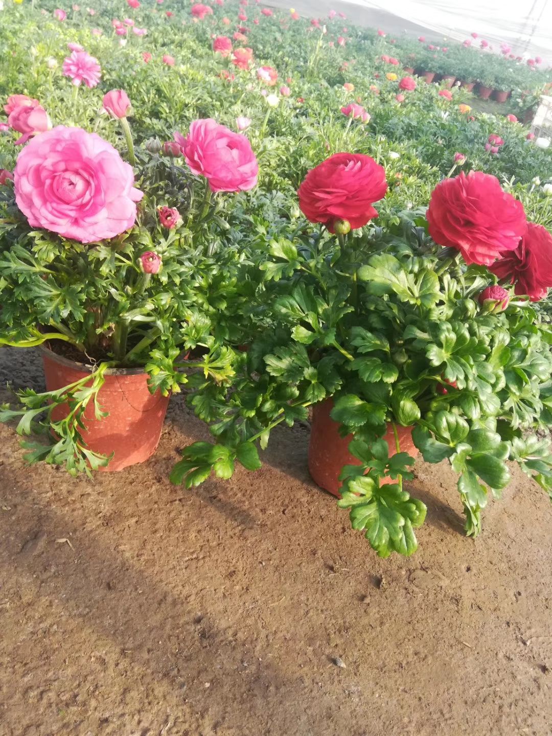  芹叶牡丹 花毛茛 观花植物 苗木花草