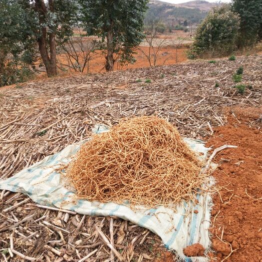 砚山县鱼腥草根  产地直销鱼腥草