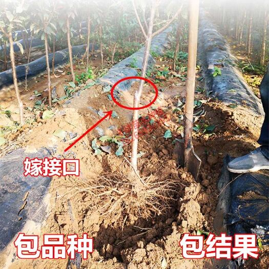 平邑县 李子树苗 南北皆宜 两年苗