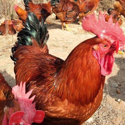 [九斤红公鸡批发] 疫情影响,九斤红优质散养鸡代销价格7元/斤 1斤起
