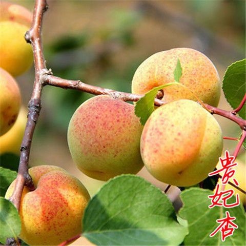 平邑县贵妃杏树苗 七月份成熟，甜度高