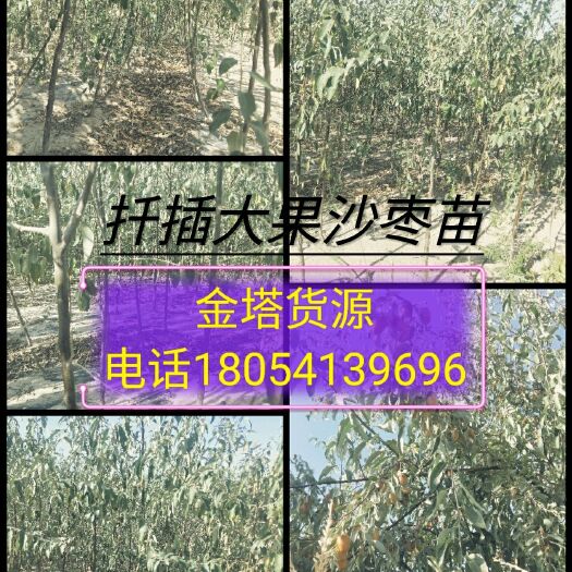 金塔县大果沙枣苗