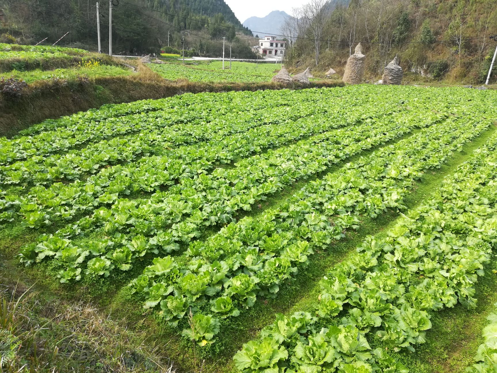 白菜苔  农家肥种植，绿色天然，量大从优，欢迎联系合作。