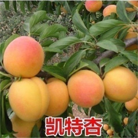平邑县凯特杏苗 六月份成熟，单果重100克