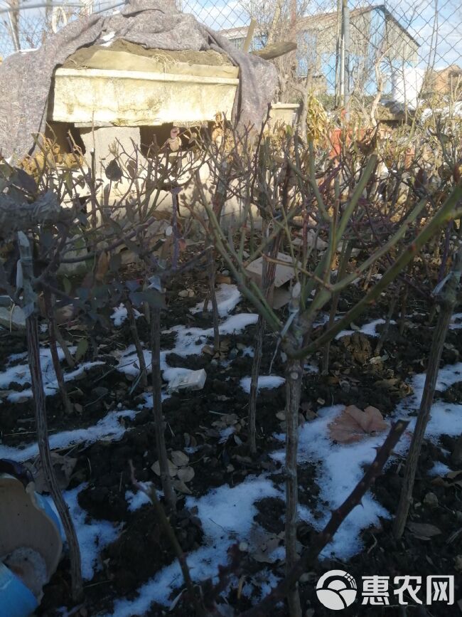 月季苗 树状月季 网红棒棒糖  盆栽地栽均可 树状月季 易成活 包邮