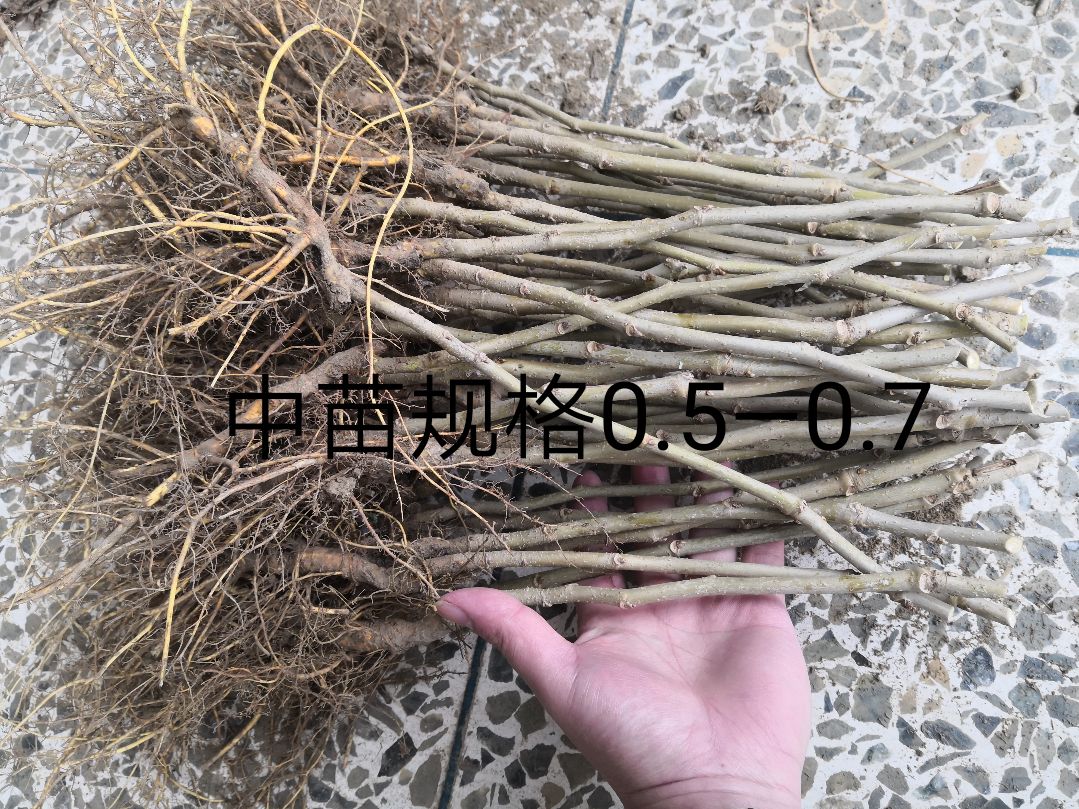 长果桑苗  长果桑苗   青苗（果实超长鲜甜）南方地区主