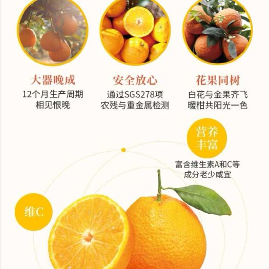 石棉县 石棉黄果柑（包运费），味美多汁、Vc含量多，现采摘次天发