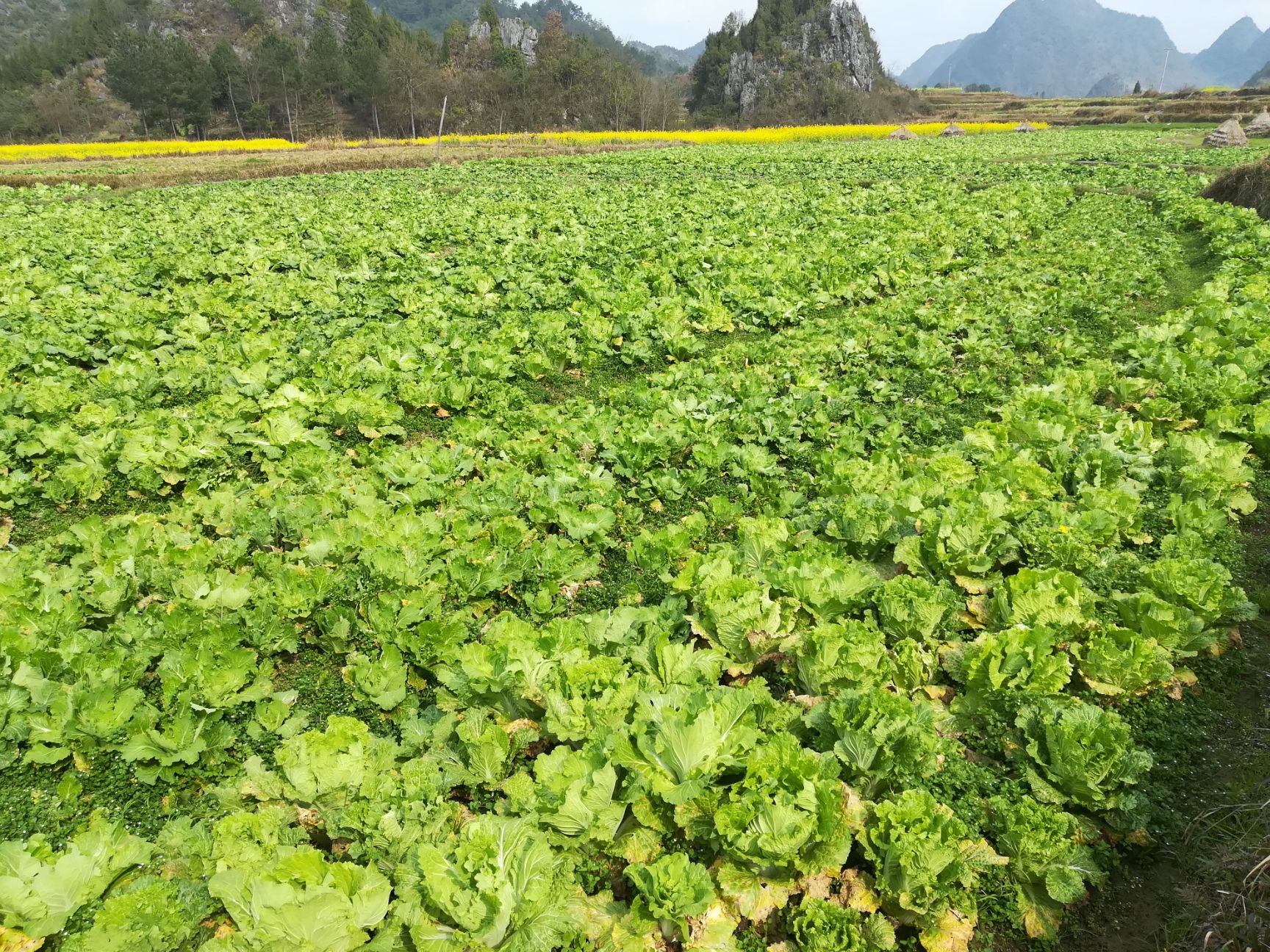 白菜苔  农家肥种植，绿色天然，量大从优，欢迎联系合作。