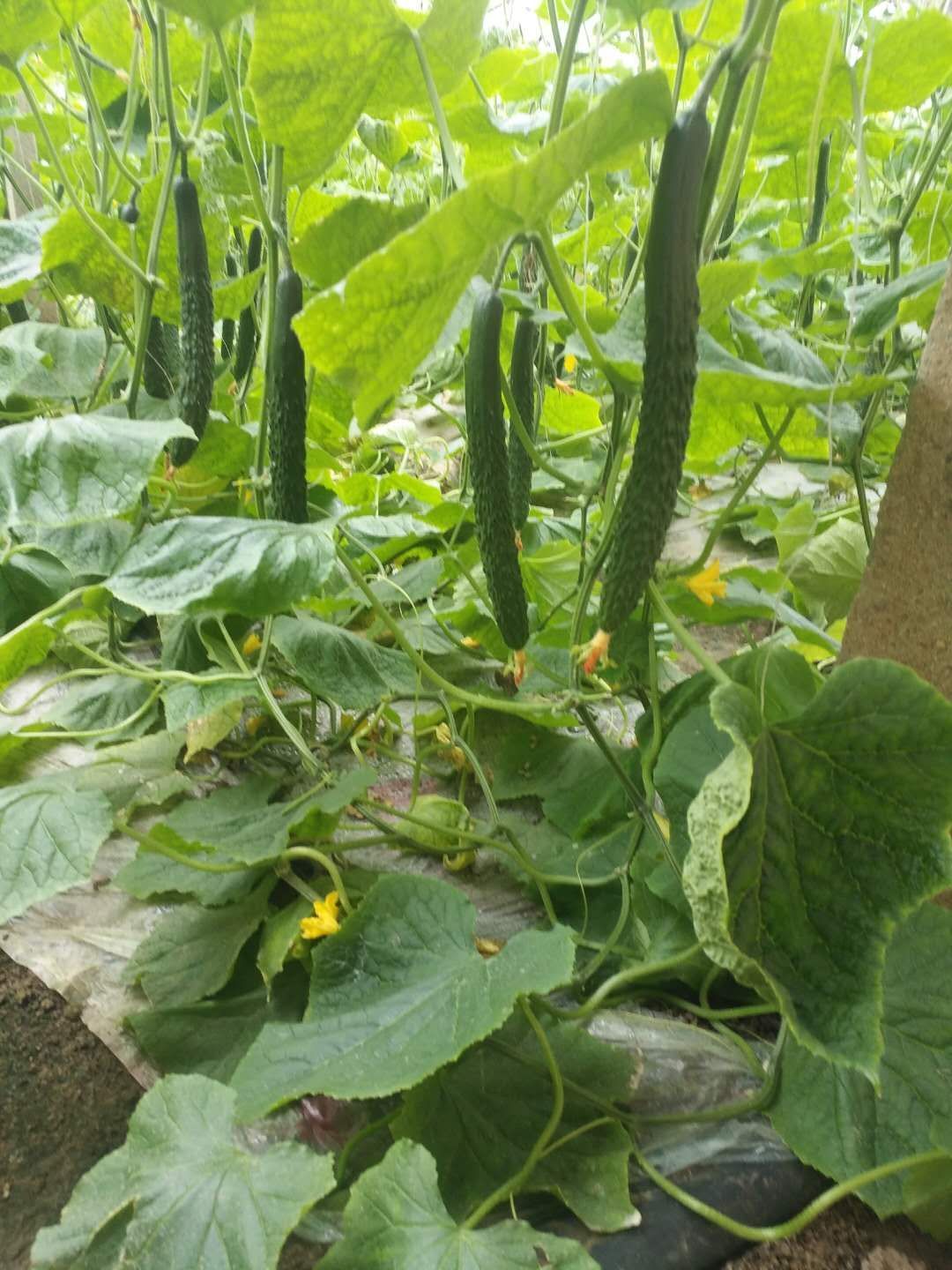 密刺黄瓜 25~35cm