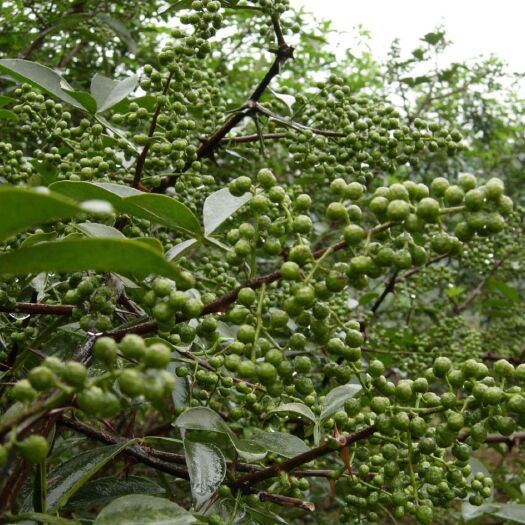 重庆市 江津花椒出产地，可帮客户代购青花椒和干花椒