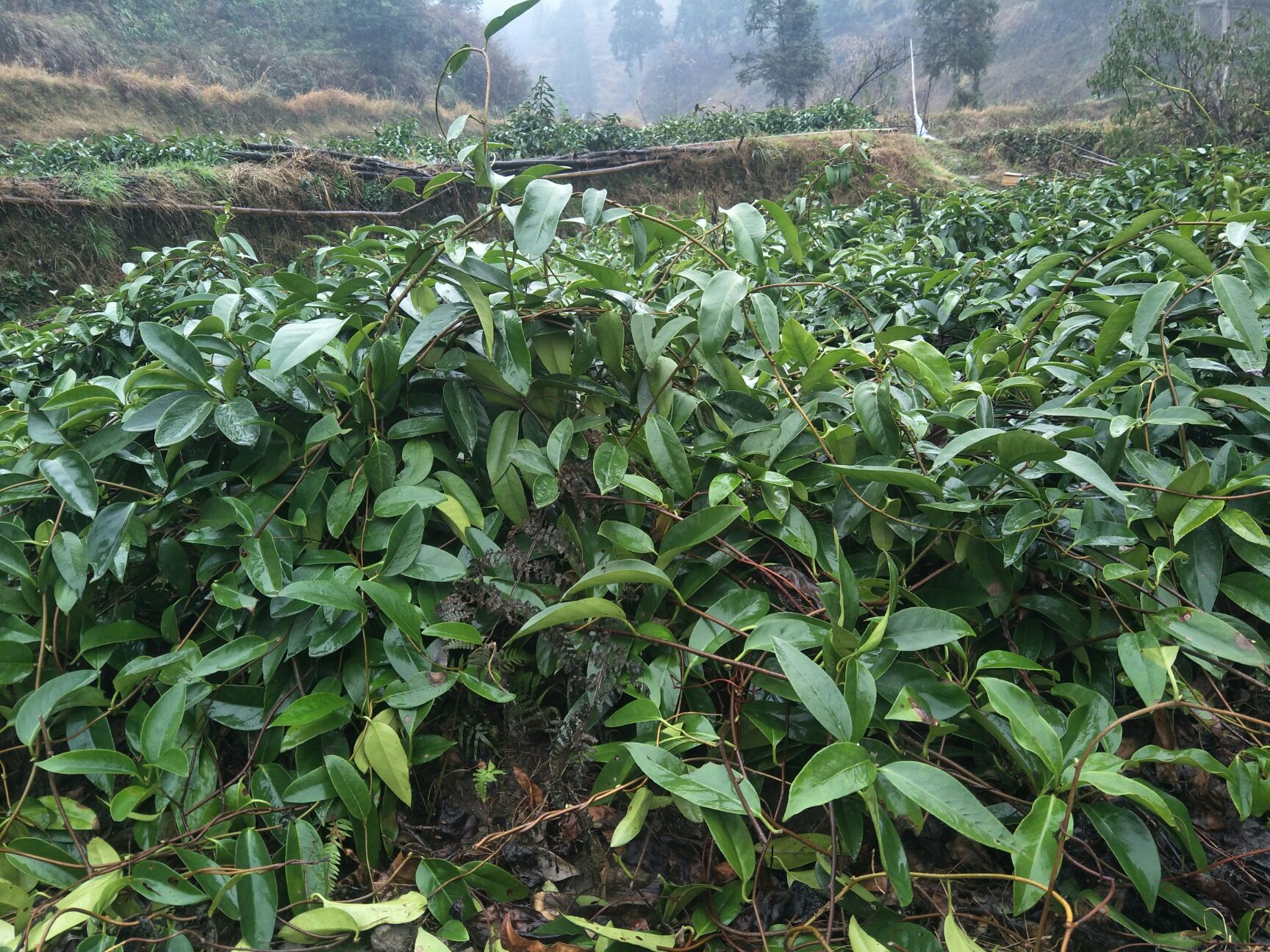 粉红黑老虎苗  布福娜（黑老）当年种当年可挂果，好苗不多……