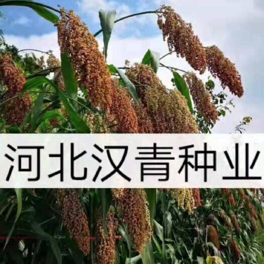 青县 红樱子品种高粱种子