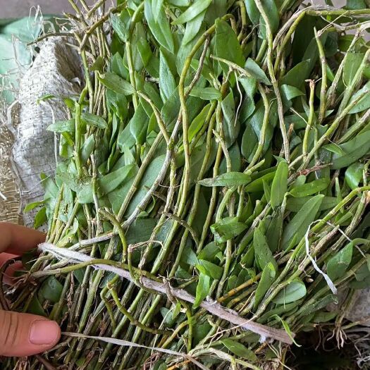 博罗县鲜石斛批发跑量