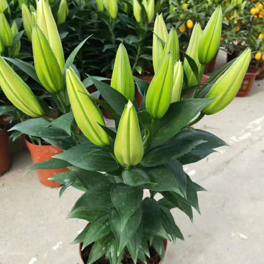 广州百合花 大量荷兰进囗盆栽百合3株/盆