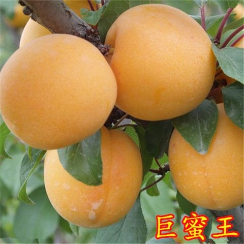 平邑县巨蜜王杏树苗 六月份成熟，果子大，甜度高