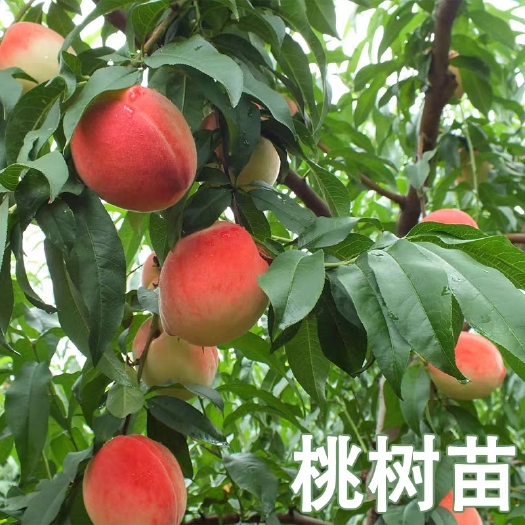 平邑县黄金油蟠桃苗 桃苗，黄金桃苗蟠桃苗，沂蒙霜红桃苗，基地直销，量大优惠