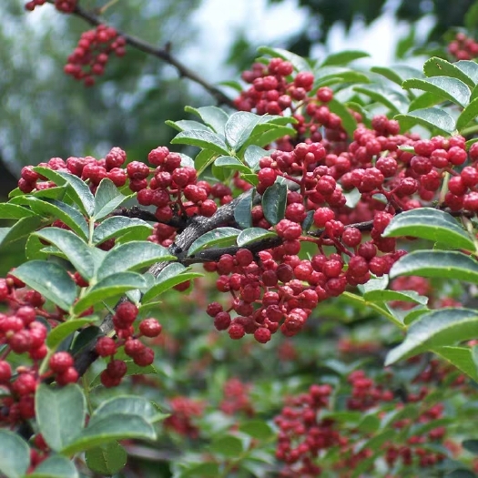 无刺花椒苗 无刺花基地直销，当年挂果，全国包邮，保证质量纯度，现挖现卖。