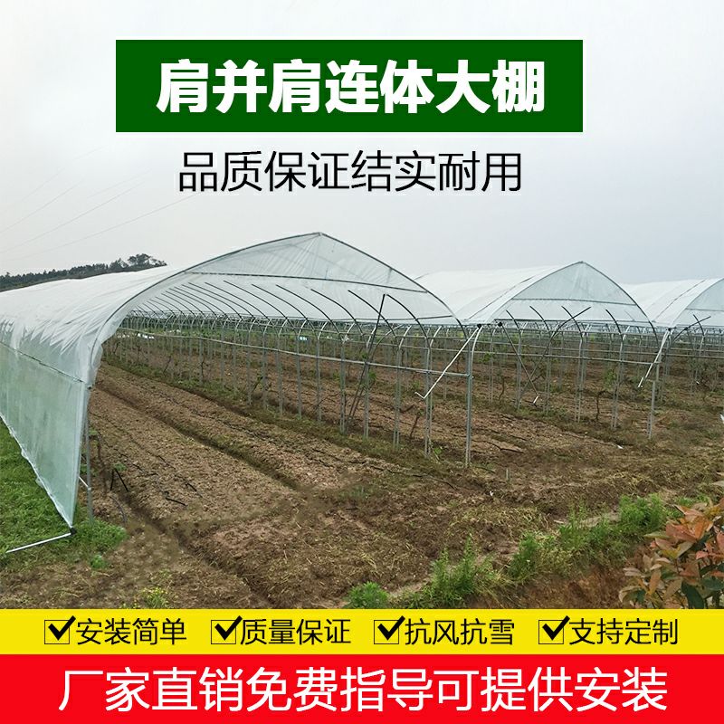 钢管大棚 单体连片单体棚连栋棚热镀锌钢管棚
