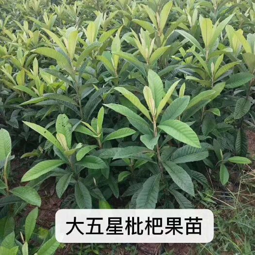 阳朔县 大五星枇杷苗