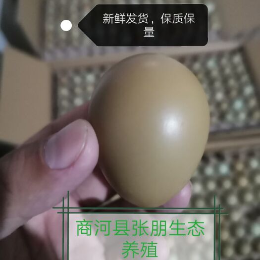 商河县 新鲜鸡蛋  食用 全国批发