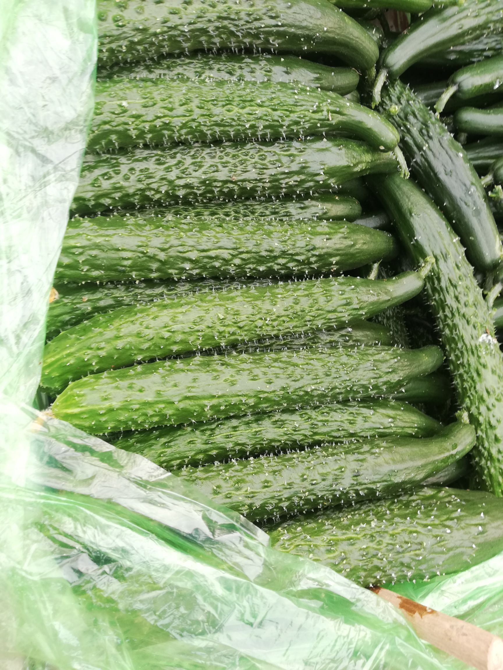 大棚黄瓜批发