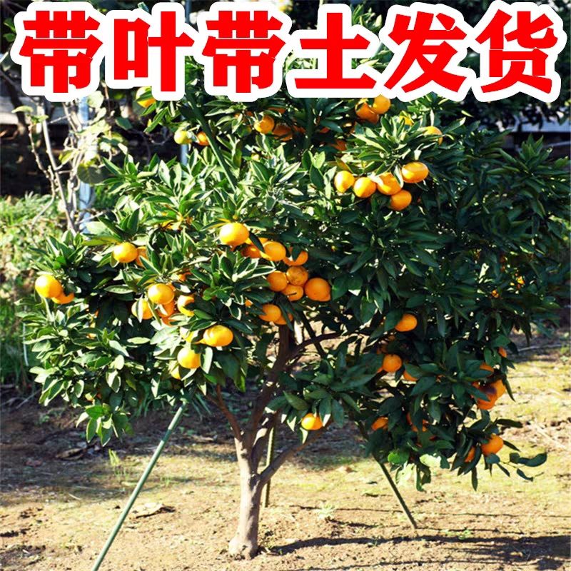 平邑县沙糖桔苗 橘子树苗