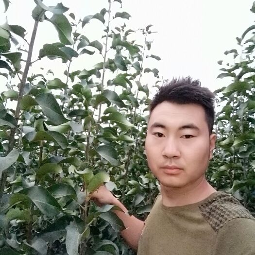 昌黎县河北秦皇岛昌黎县优质玉露香梨树苗供应