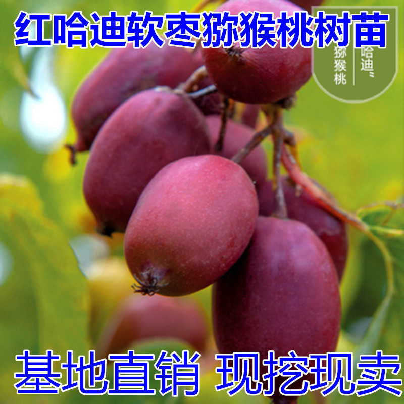 平邑县 猕猴桃苗红哈迪软枣猕猴桃当年结果南北方种植嫁接软枣猕猴桃果树