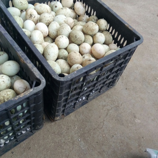 高安市金定鸭蛋  鸭蛋