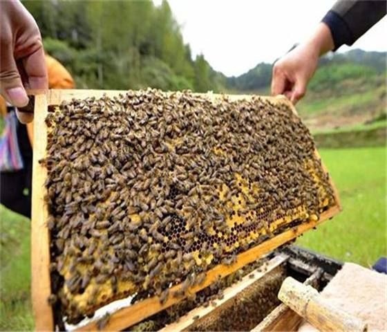 莆田中华蜜蜂 常年供应中蜂 意蜂 蜂王全国发货包活