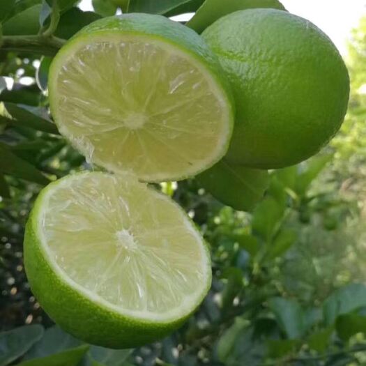 灵山县 无核青柠檬苗果圆皮溥盆栽南北方四季种植包邮