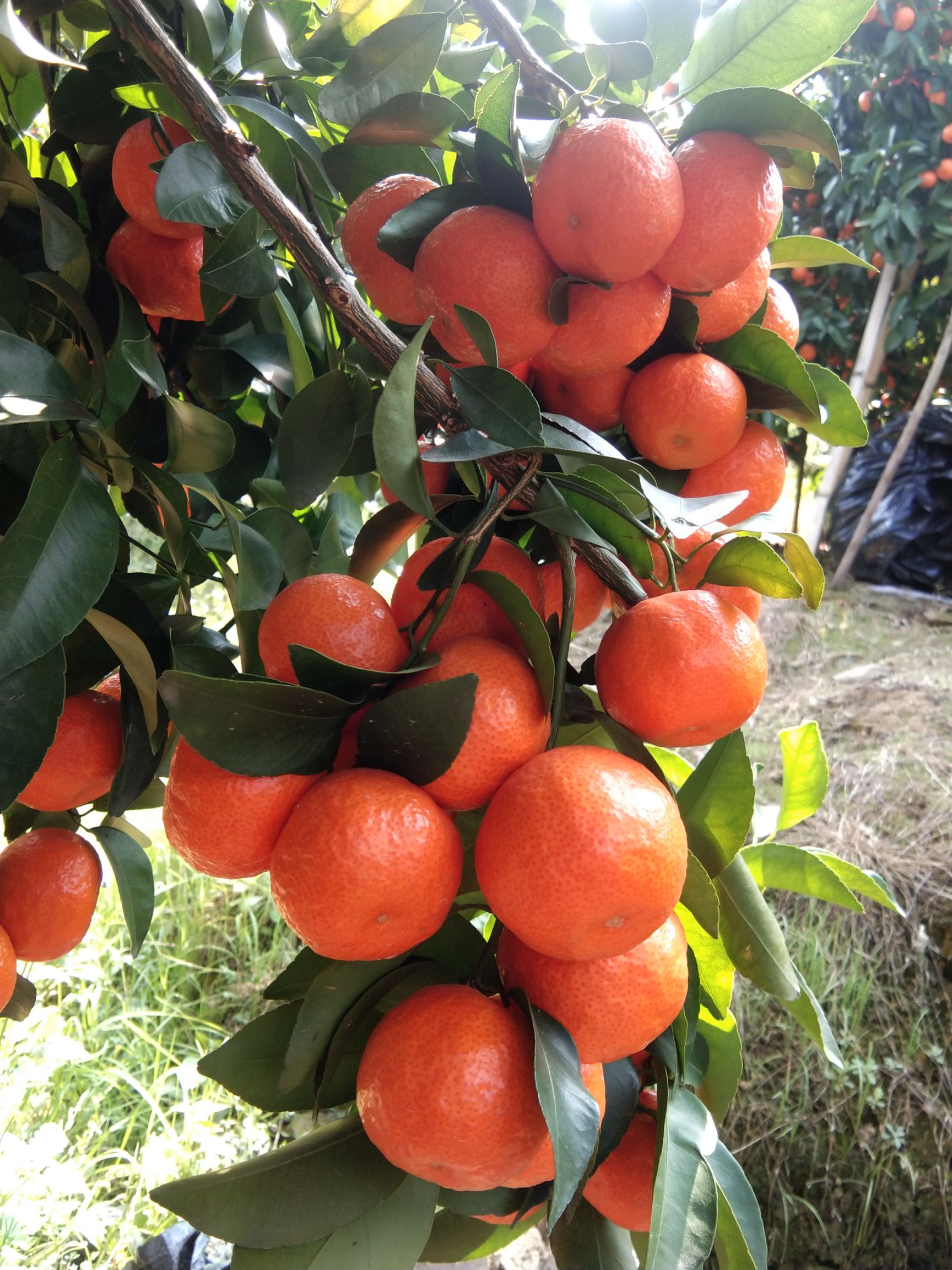 广西鹿寨县寨沙镇，诚信代办本地砂糖桔，欢迎各位老板前来选购。