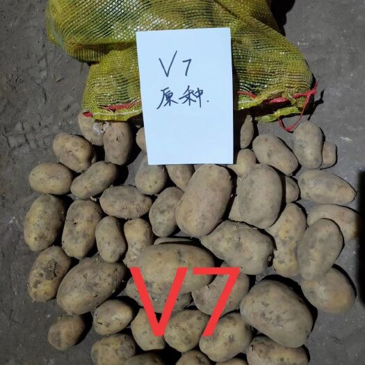 沽源县 沽源县土豆种子开始销售，张小云