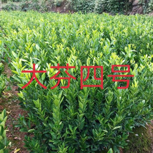 桃源县大分四号柑桔苗 优质苗木来自湖南常德桃源